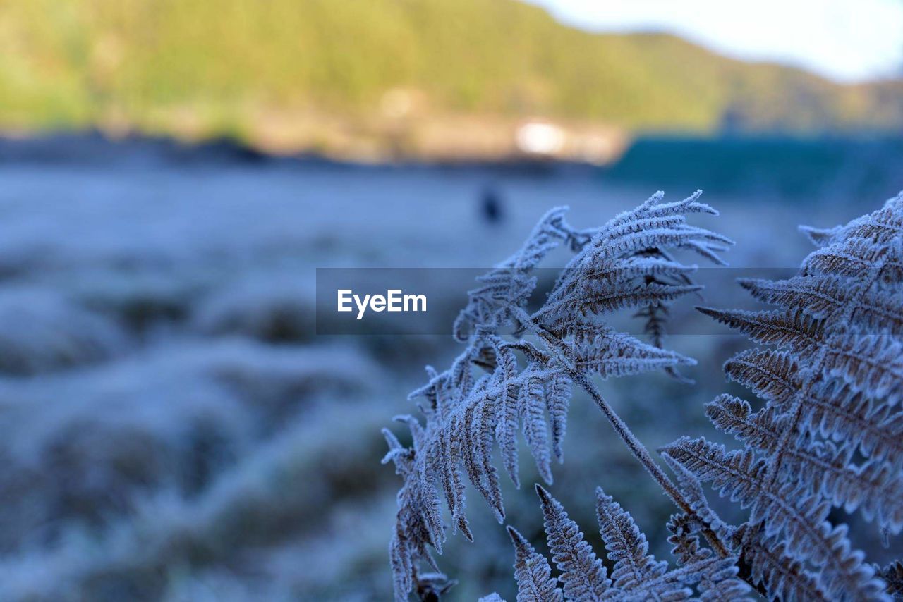 Close-up of frozen plant on land