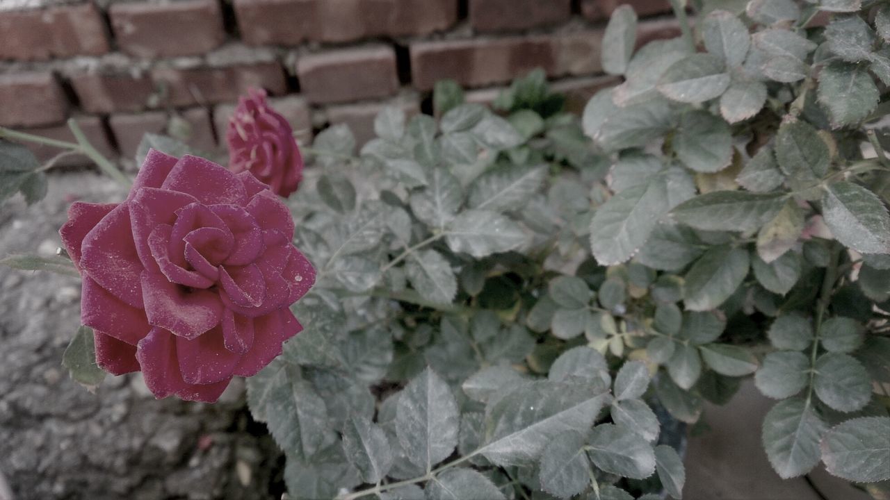 Close-up of rose flower