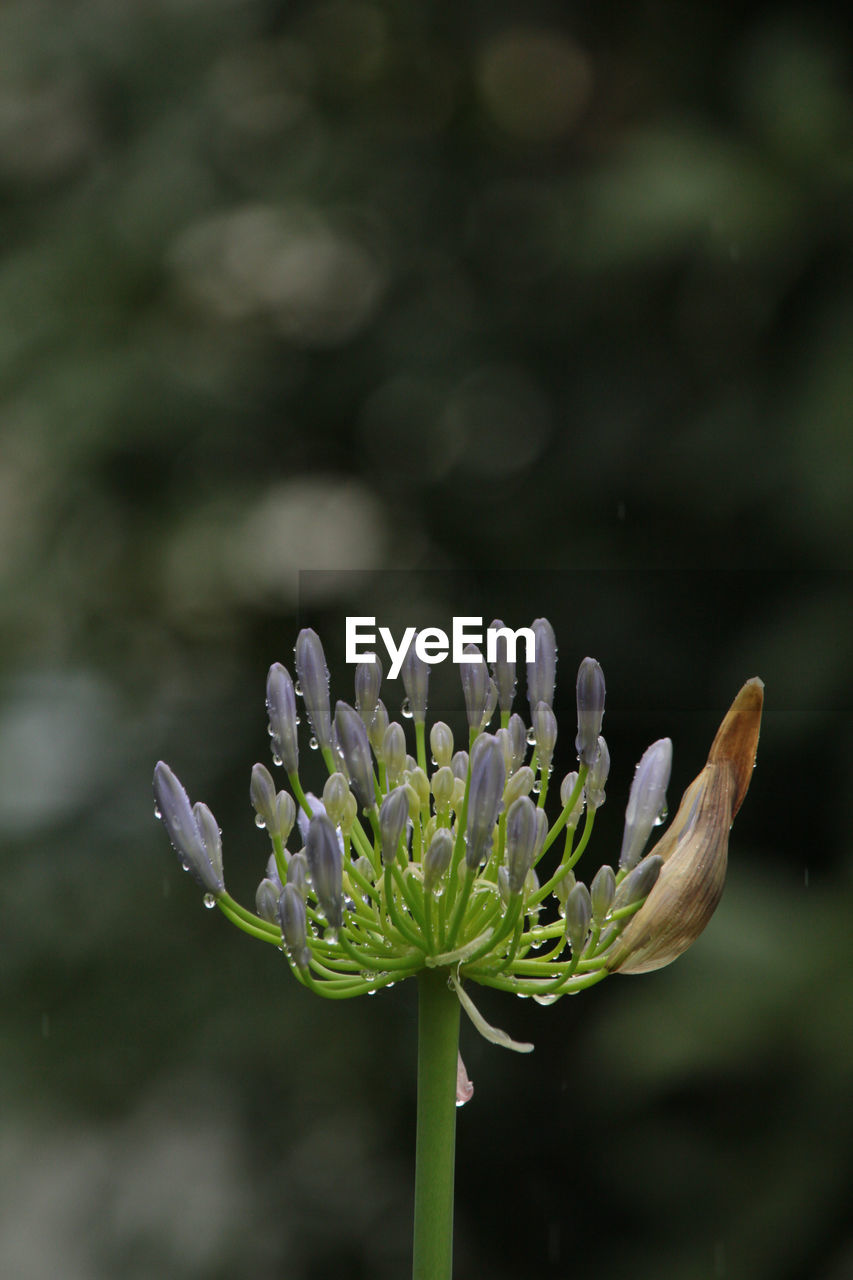 close-up of flower blooming outdoors