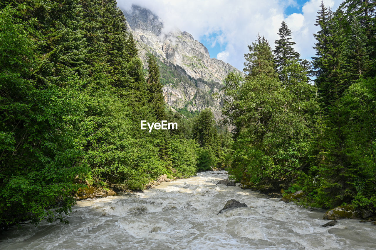 Panoramic view of trees in forest and a river against the mountains