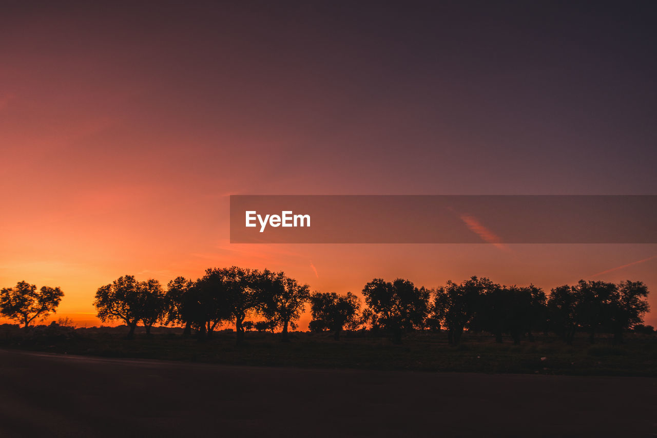 Silhouette trees on field against sky during sunset