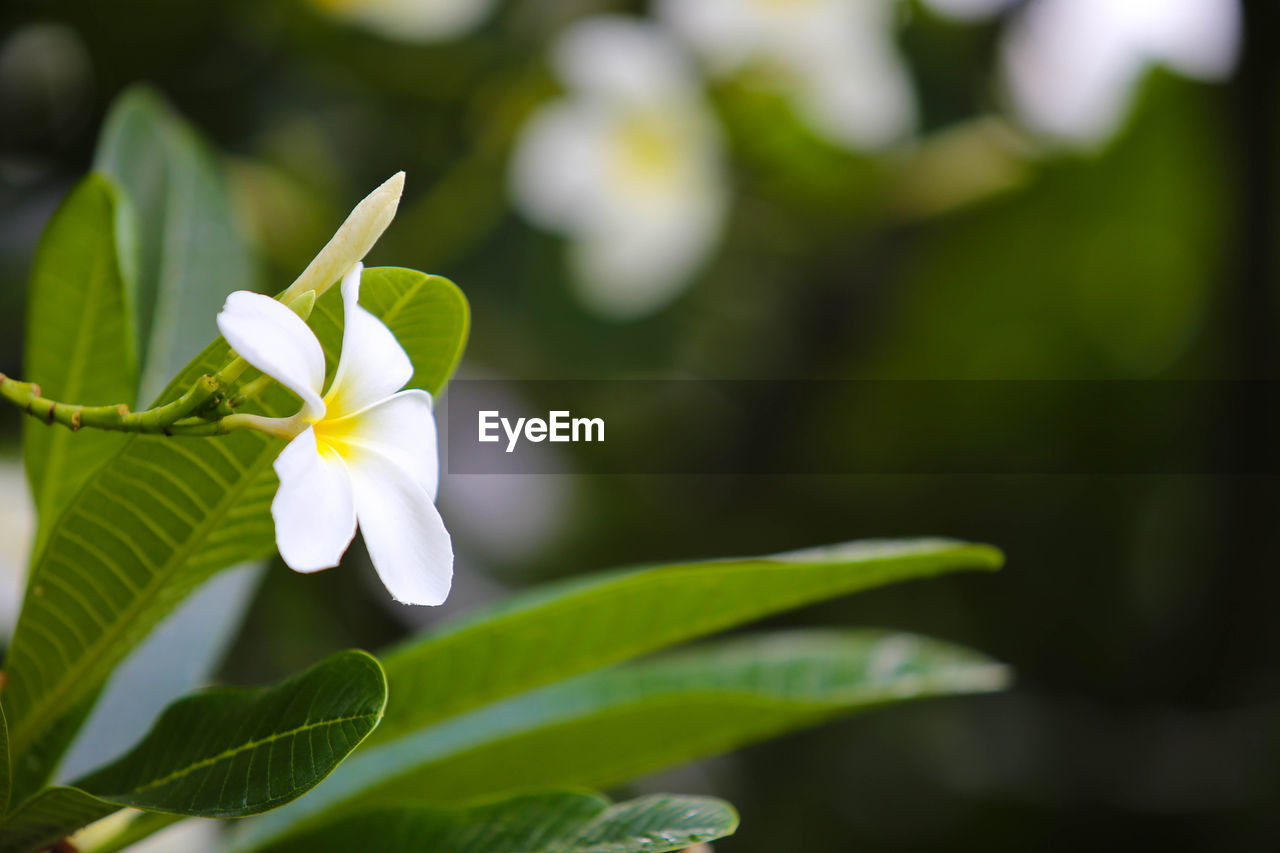 CLOSE-UP OF FLOWERING PLANT