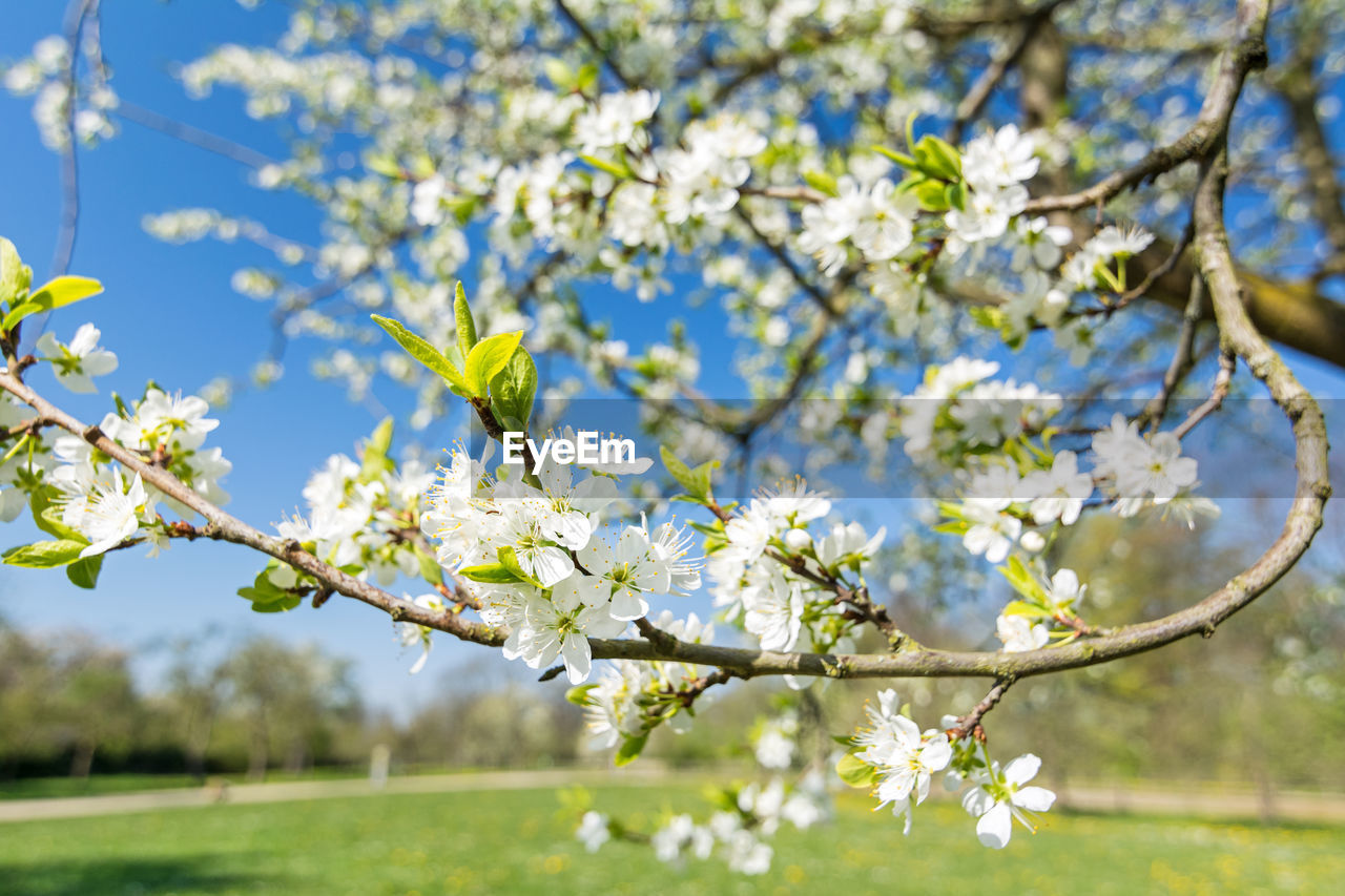 CLOSE-UP OF WHITE CHERRY BLOSSOM