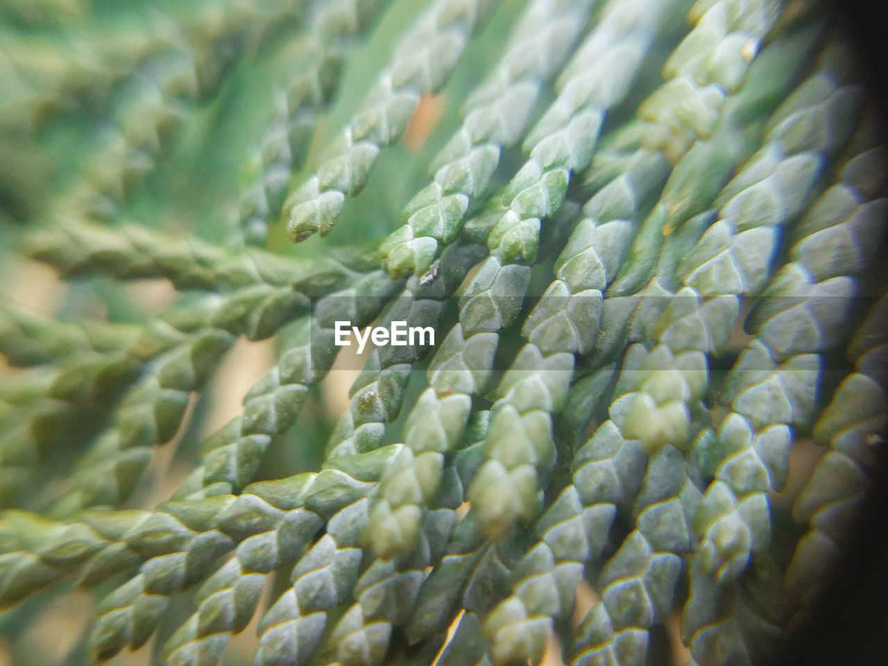 FULL FRAME SHOT OF PLANTS