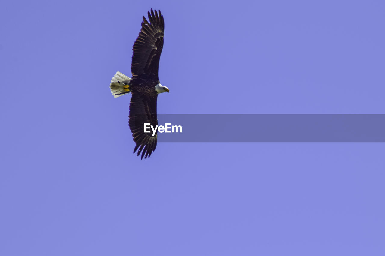 LOW ANGLE VIEW OF EAGLE FLYING AGAINST CLEAR SKY