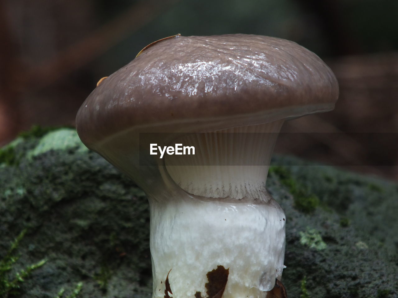 Close-up mushroom growing outdoors