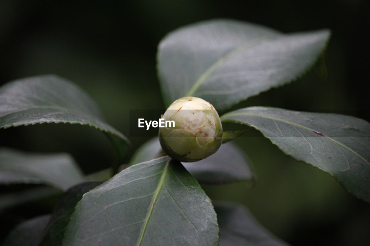 leaf, plant part, plant, close-up, flower, nature, macro photography, blossom, tree, growth, green, no people, food and drink, food, bud, freshness, beauty in nature, branch, outdoors, healthy eating, shrub, fruit, flowering plant, focus on foreground, produce, agriculture, environment, social issues