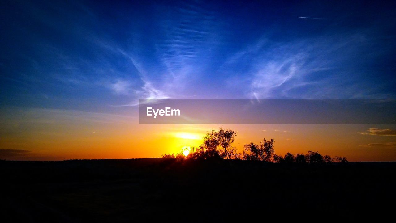 Silhouette of trees at sunset