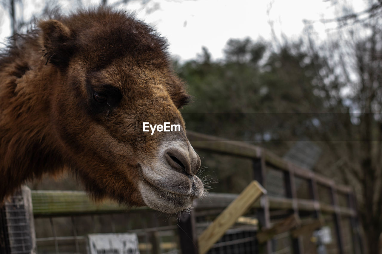 Close-up of a camel