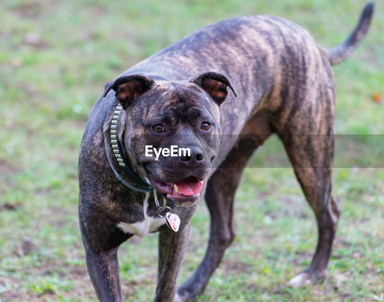 Staffordshire bull terrier is a very popular family dog also known as a babysitter dog