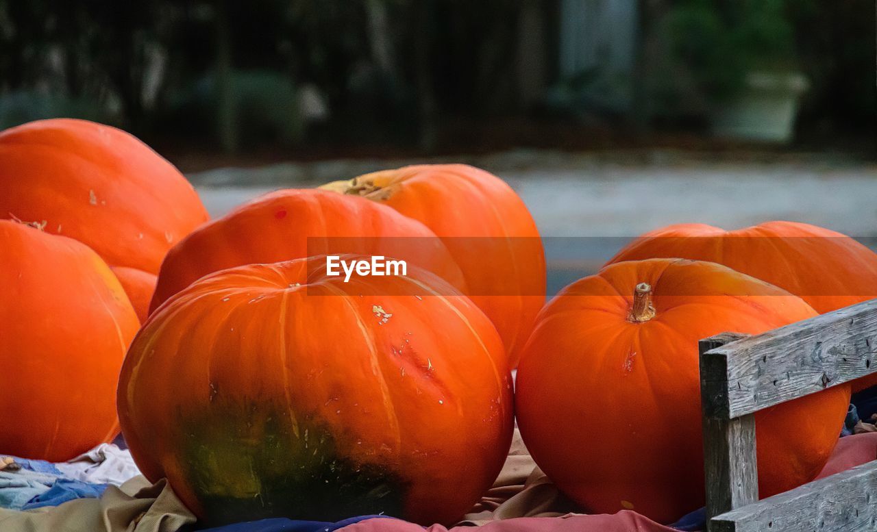 Close-up of pumpkins for sale in market