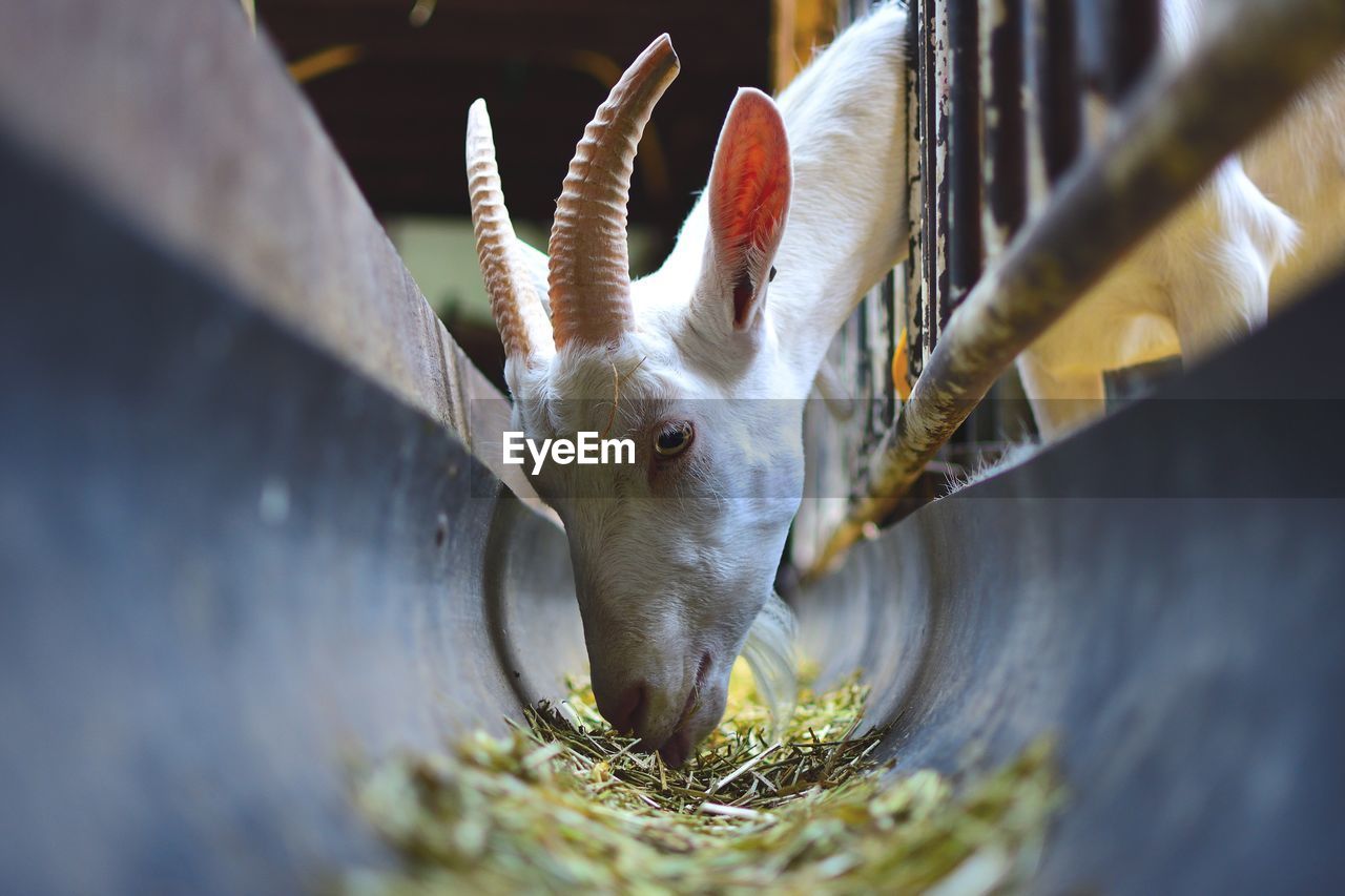 Close-up of goat eating hay