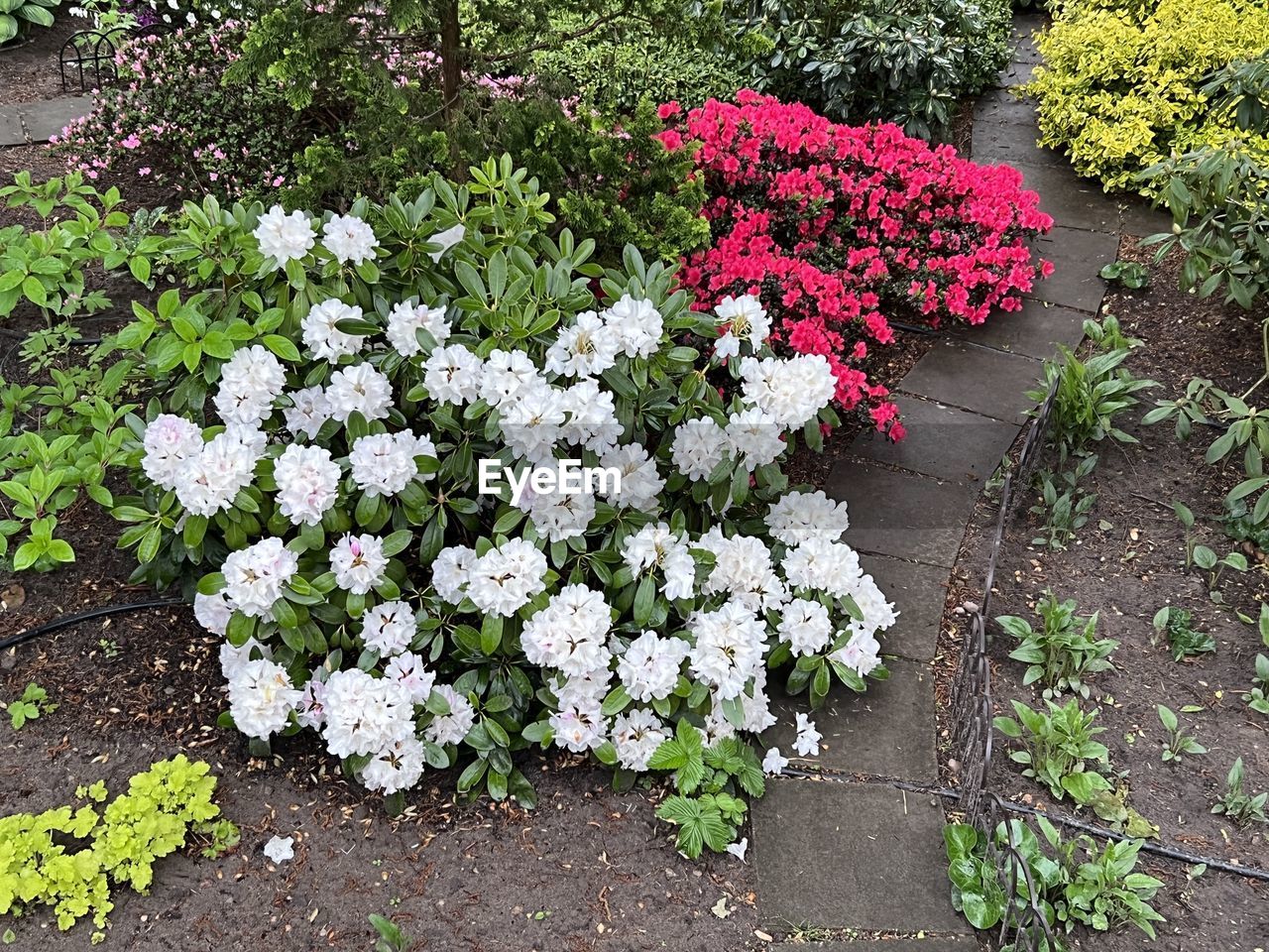 plant, flower, flowering plant, beauty in nature, freshness, growth, nature, garden, fragility, no people, high angle view, day, shrub, outdoors, green, white, botany, springtime, flower head, pink, leaf, inflorescence, plant part, yard, garden roses, multi colored, variation