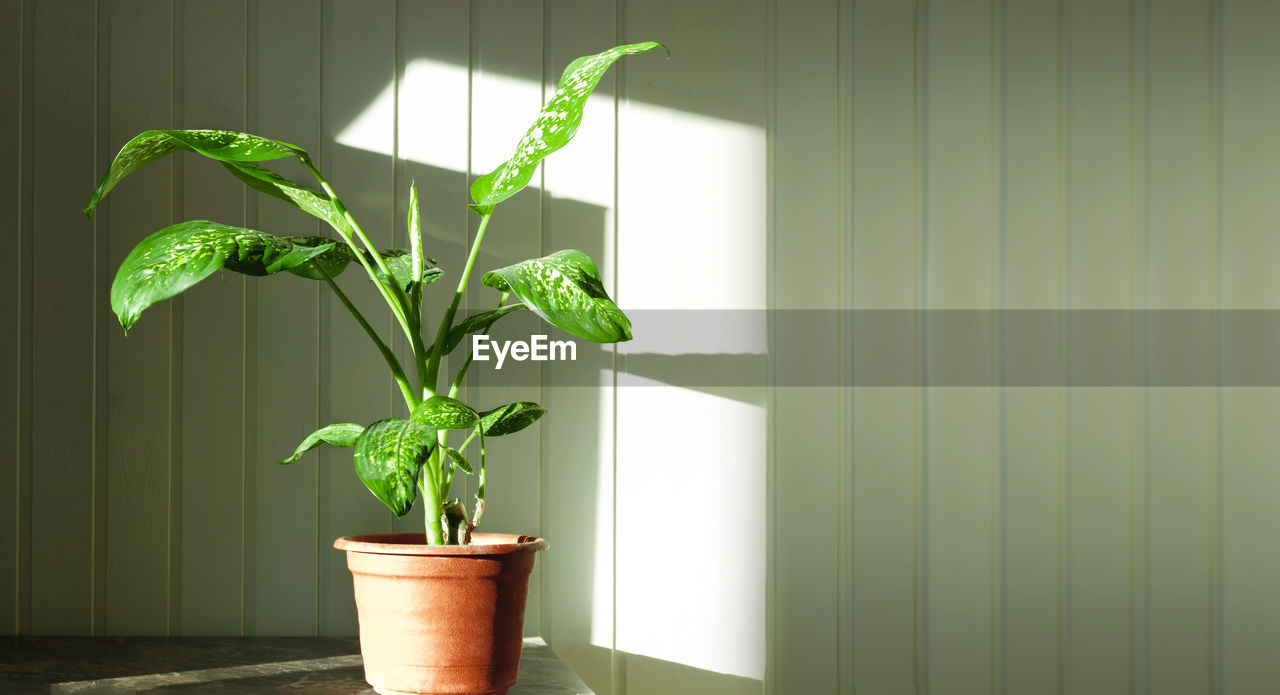 Dumb cane, dieffenbachia on rustic wooden wall with free space for text. houseplant in a flower pot