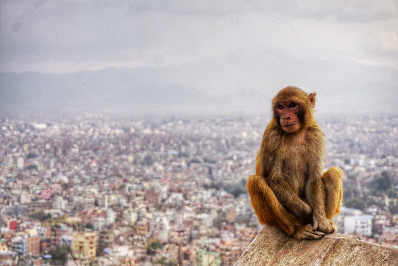 Front view of monkey sitting on retaining wall against cityscape