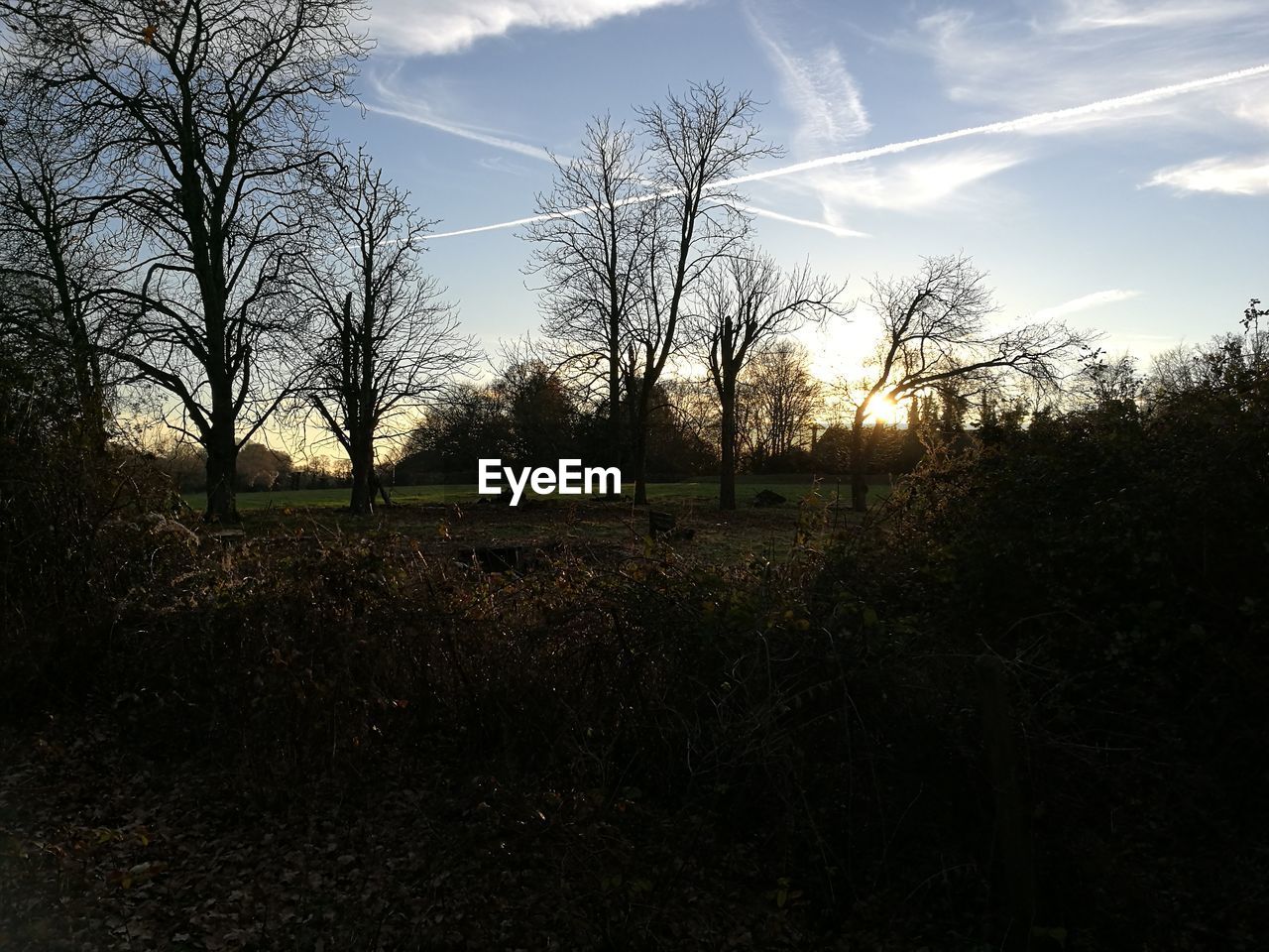 VIEW OF TREES AT SUNSET