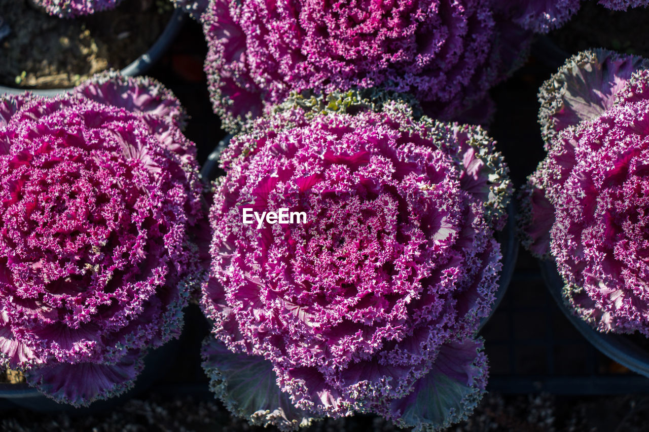 CLOSE-UP OF PINK FLOWERING PLANTS