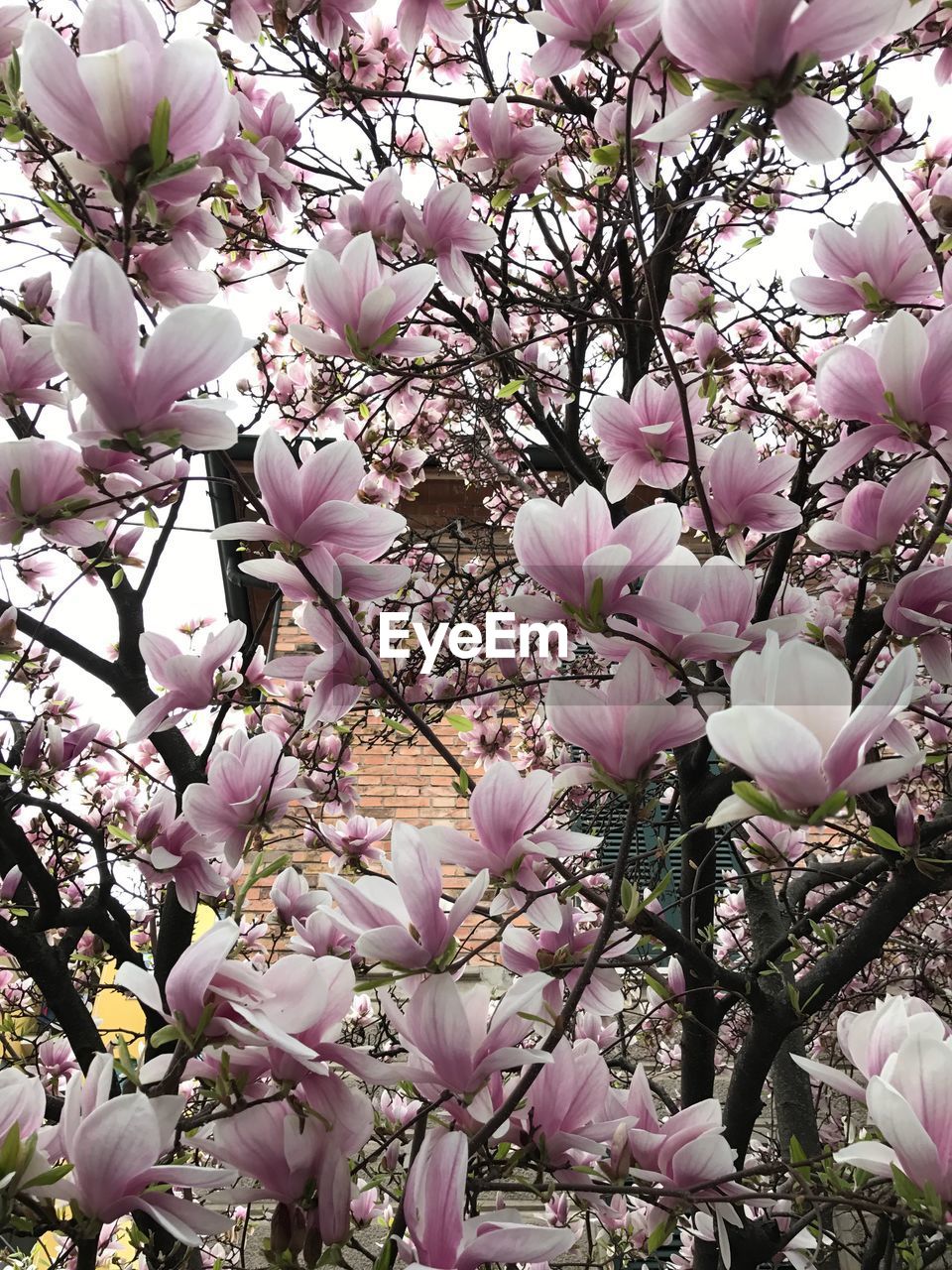 FULL FRAME SHOT OF PINK FLOWERS BLOOMING ON TREE