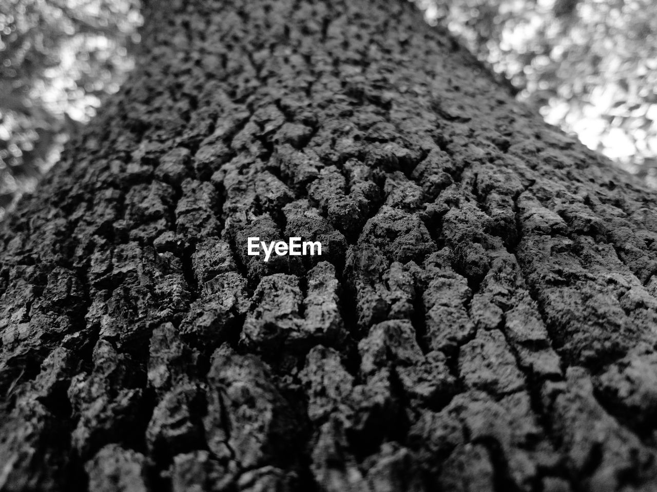 FULL FRAME OF TREE TRUNK