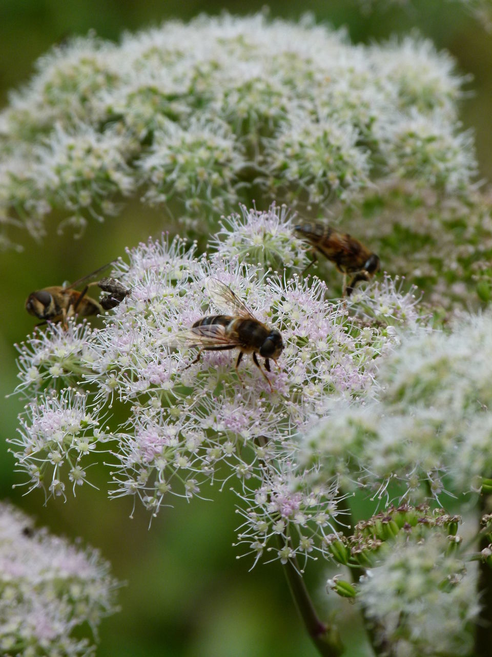 High angle view of honey bees on flowers