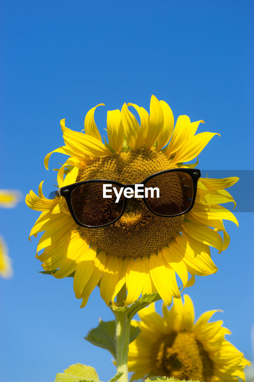 Close-up of yellow sunflower against blue sky