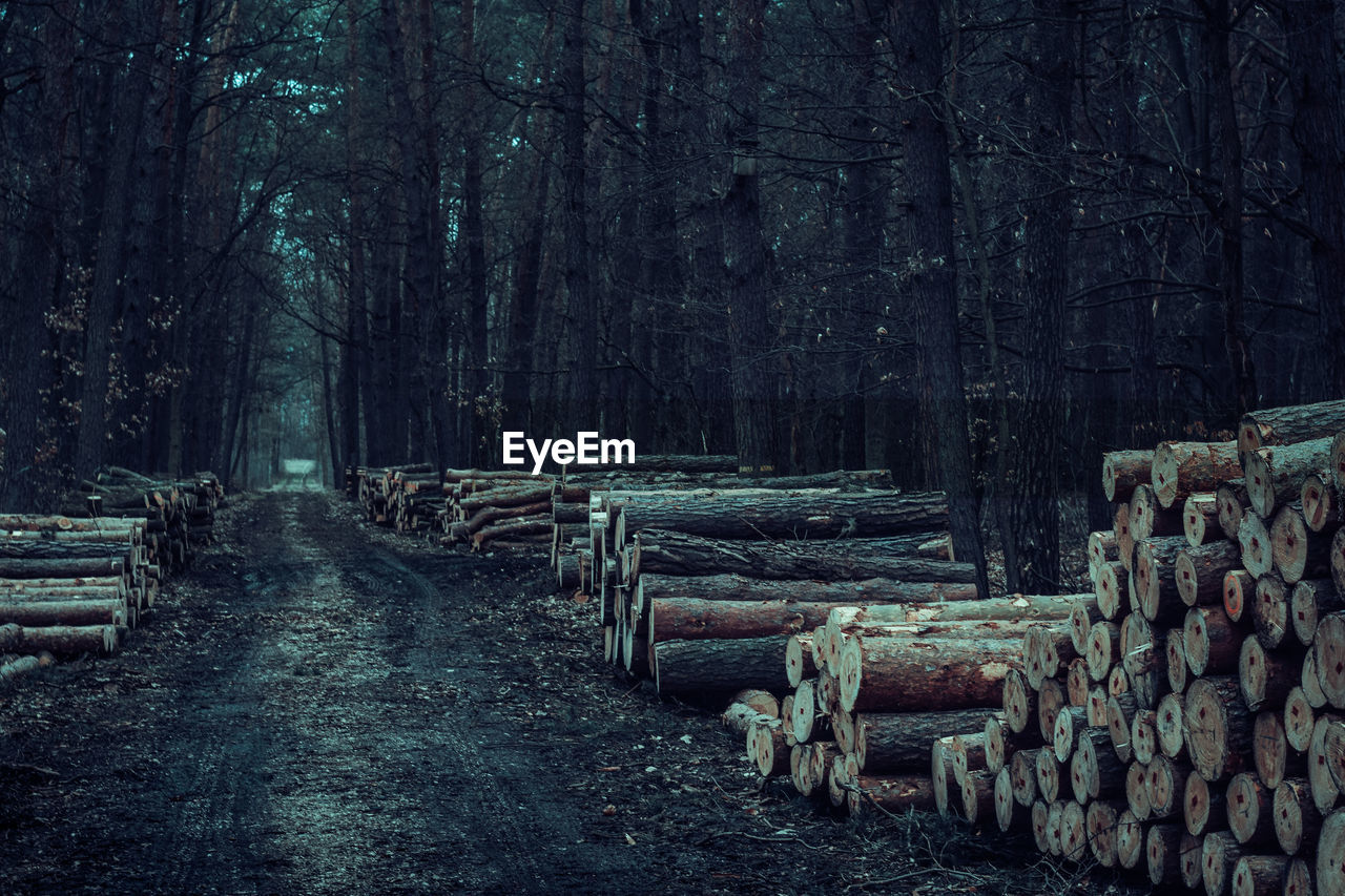 Stack of logs in forest