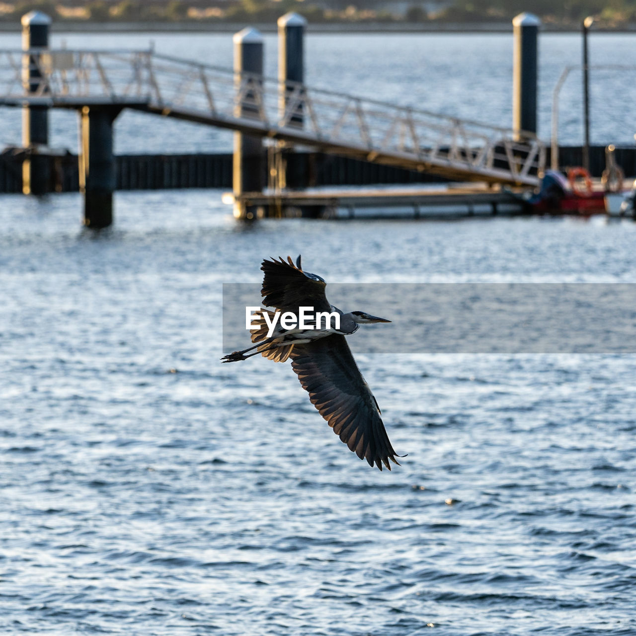 animal, animal themes, wildlife, animal wildlife, bird, water, flying, spread wings, one animal, sea, nature, no people, day, motion, animal body part, mid-air, outdoors, focus on foreground, animal wing, waterfront, bird of prey, seagull, transportation, fishing