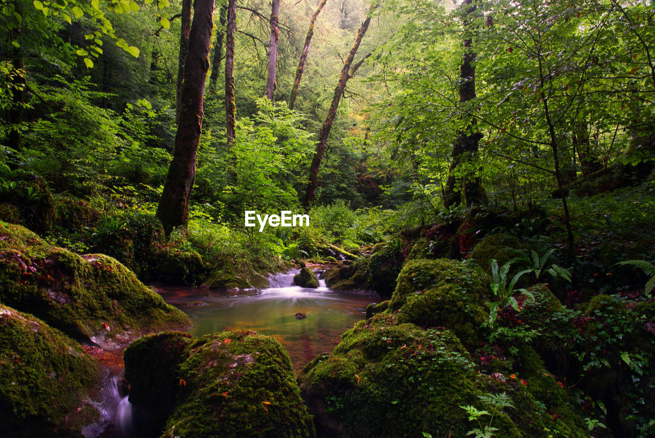 SCENIC VIEW OF WATERFALL AMIDST TREES