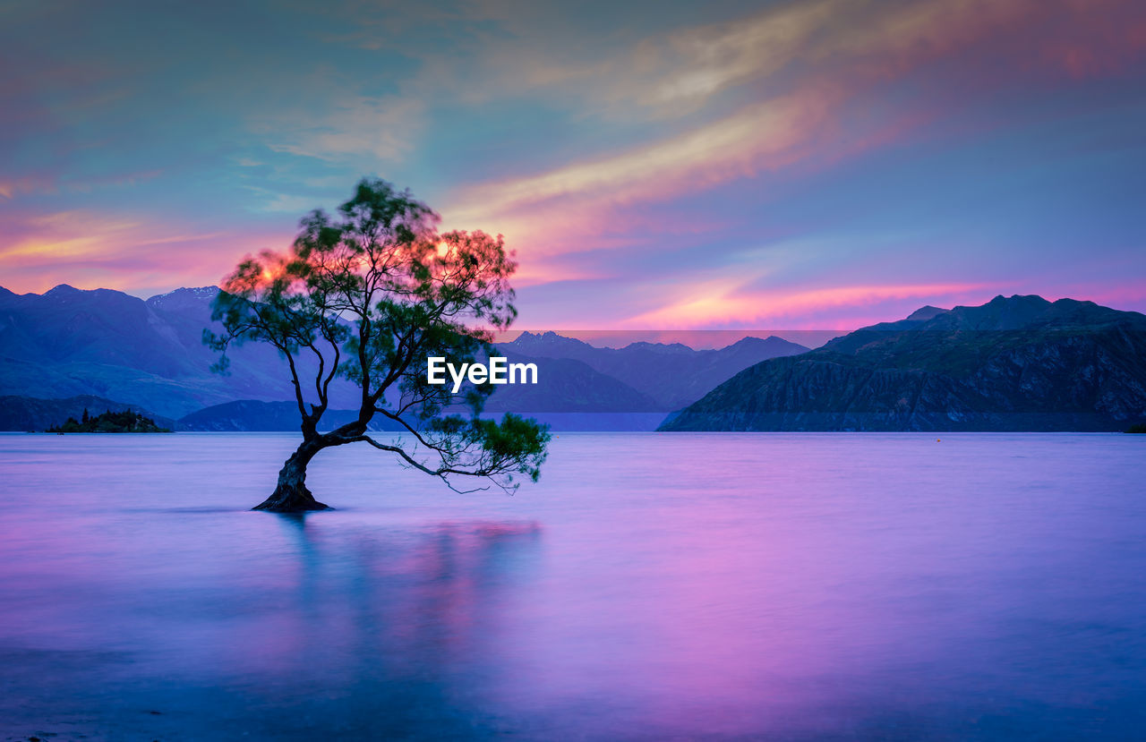 Tree in lake against sky during sunset