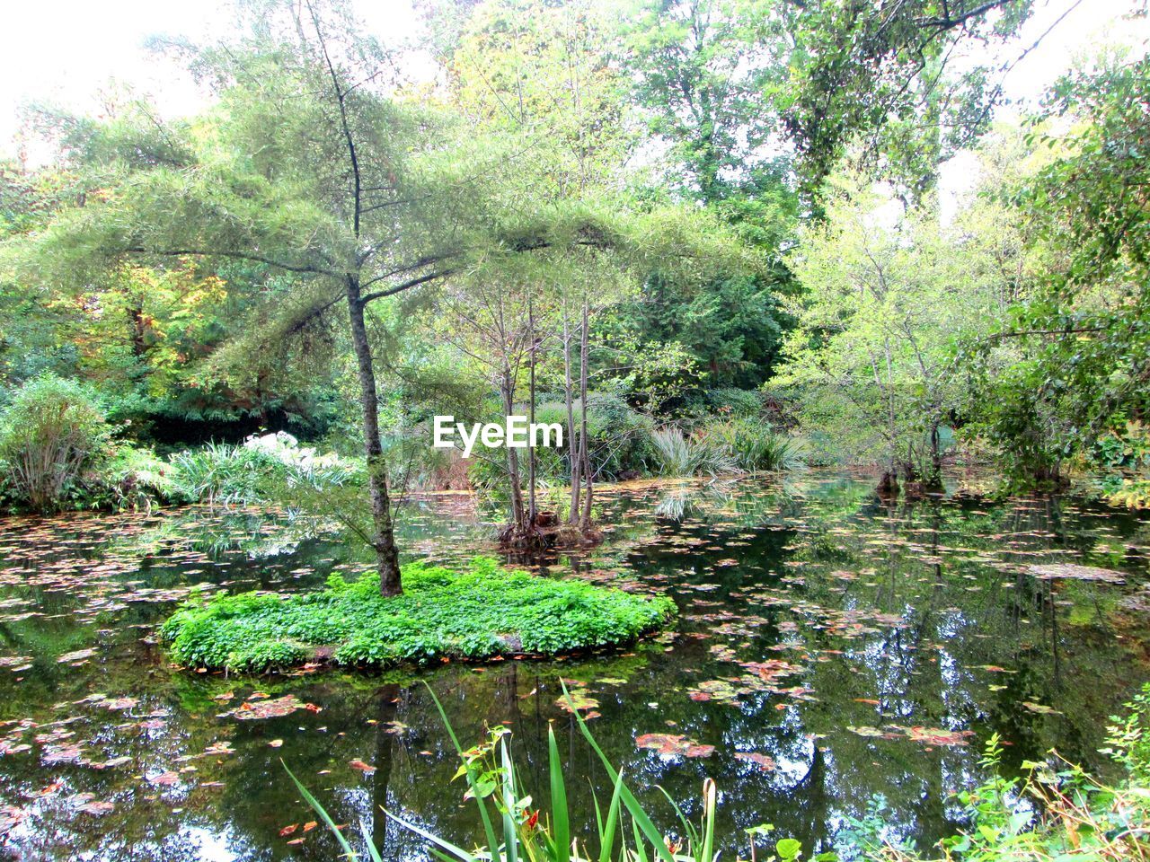 PLANTS GROWING IN LAKE