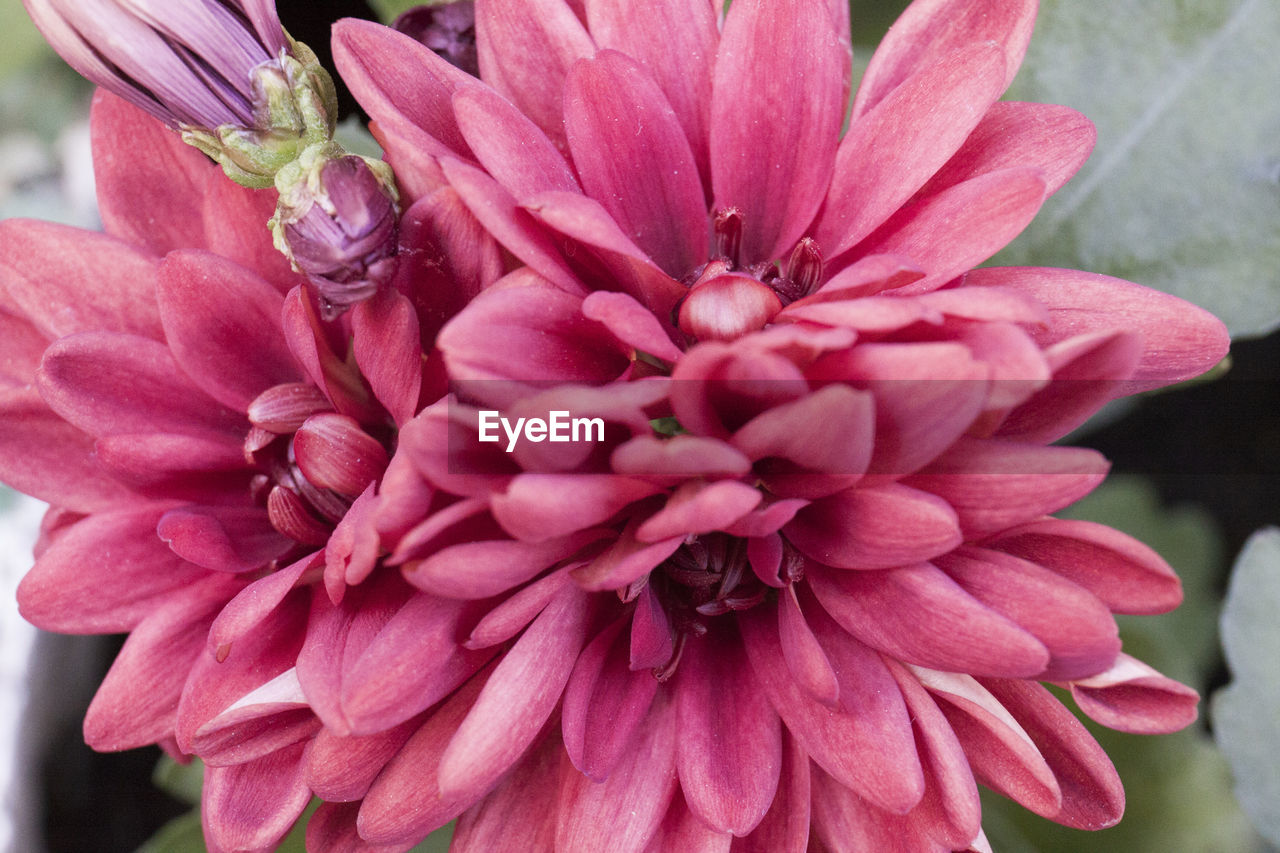 CLOSE-UP OF DAHLIA BLOOMING OUTDOORS