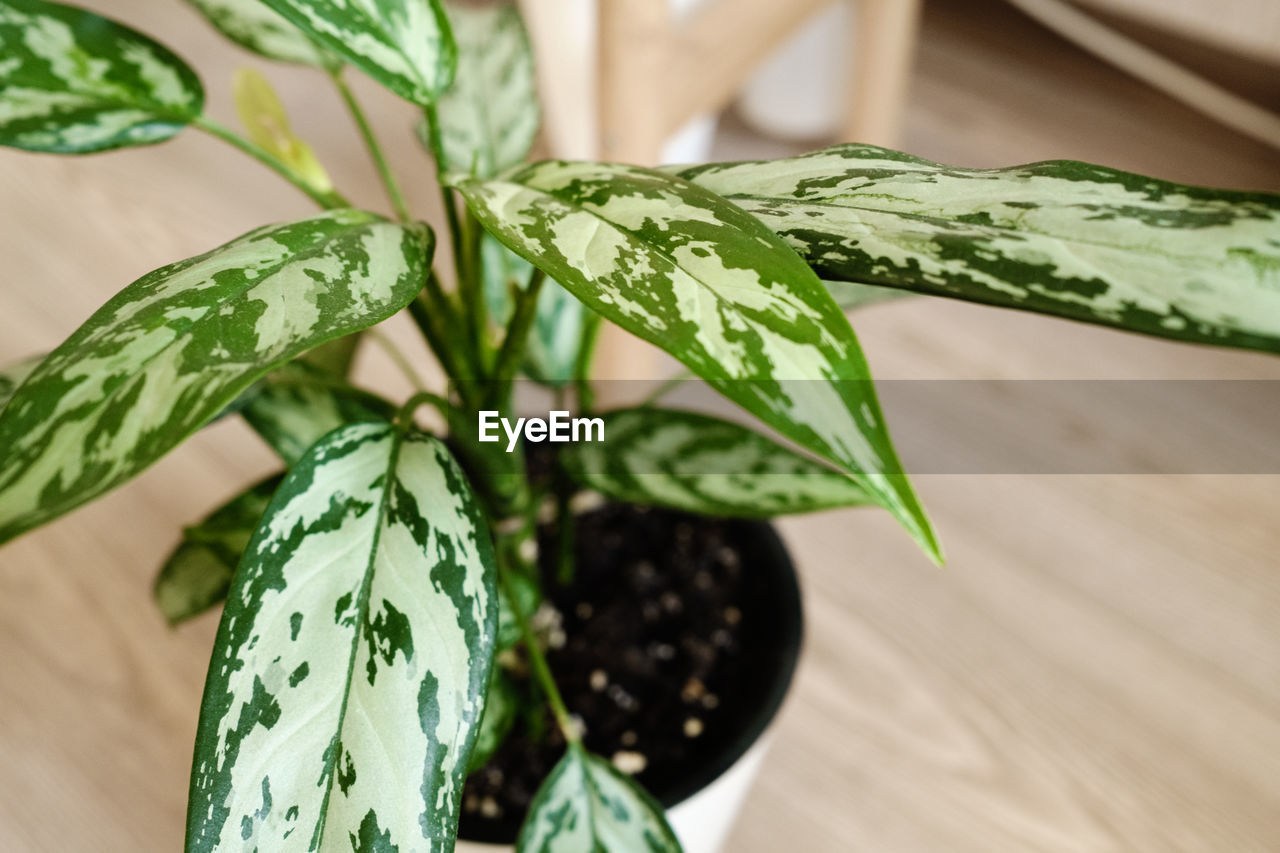 Aglaonema plant in a white pot on a light background with shadows. 