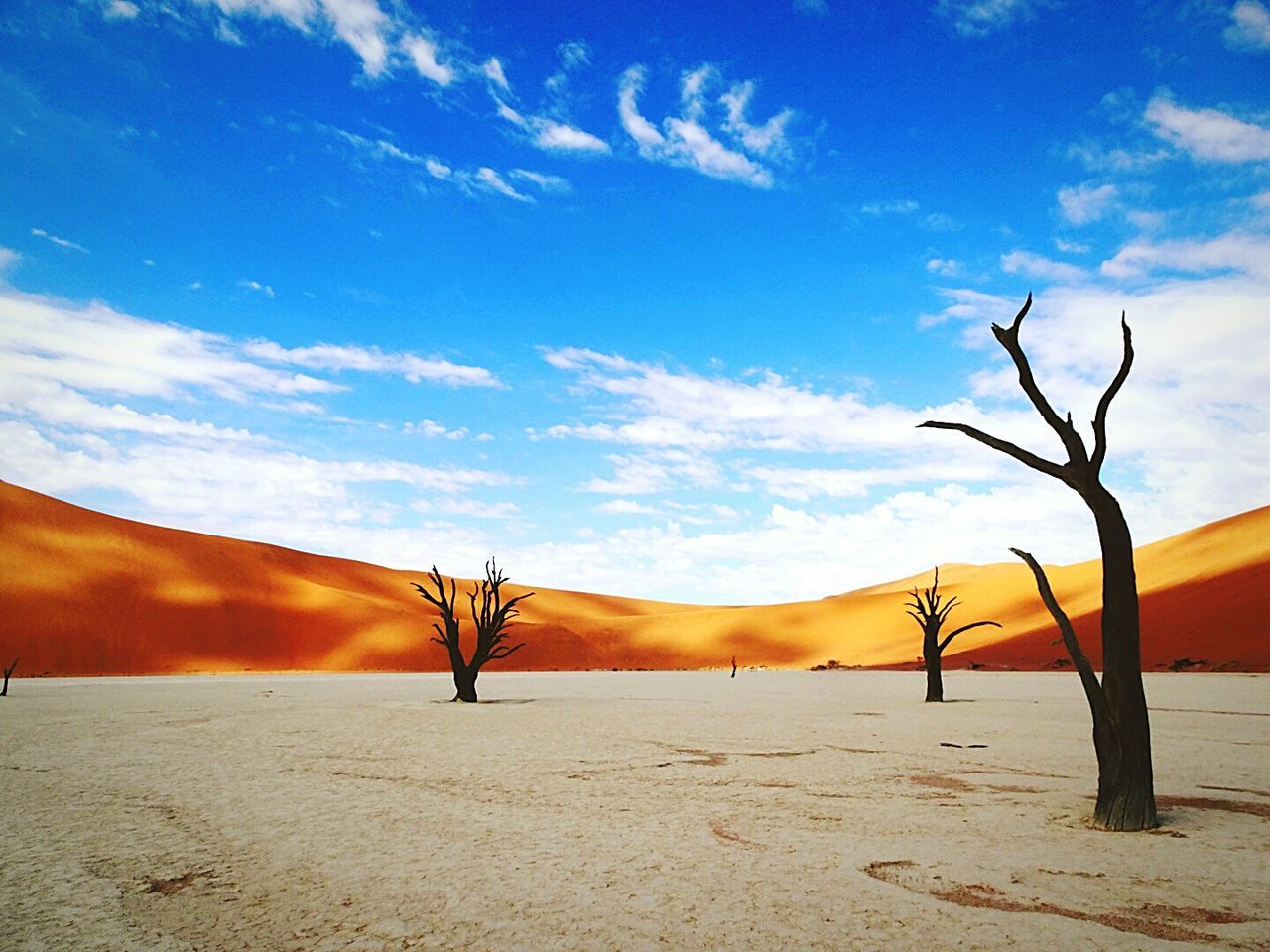 BARE TREE ON SAND DUNE IN DESERT AGAINST SKY