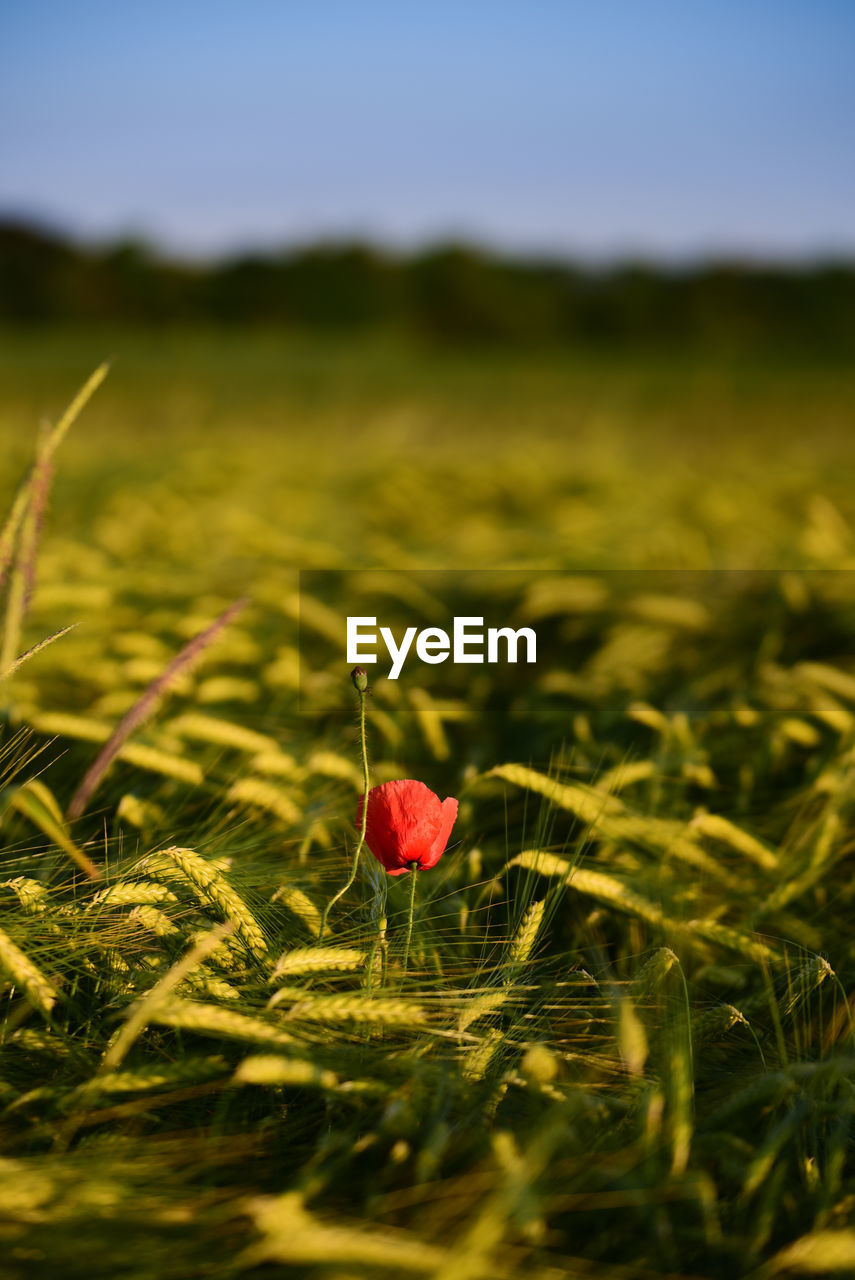 CLOSE-UP OF RED POPPY FLOWERS IN FIELD