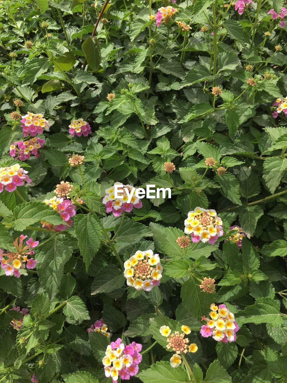 CLOSE-UP OF FLOWERS BLOOMING IN PARK