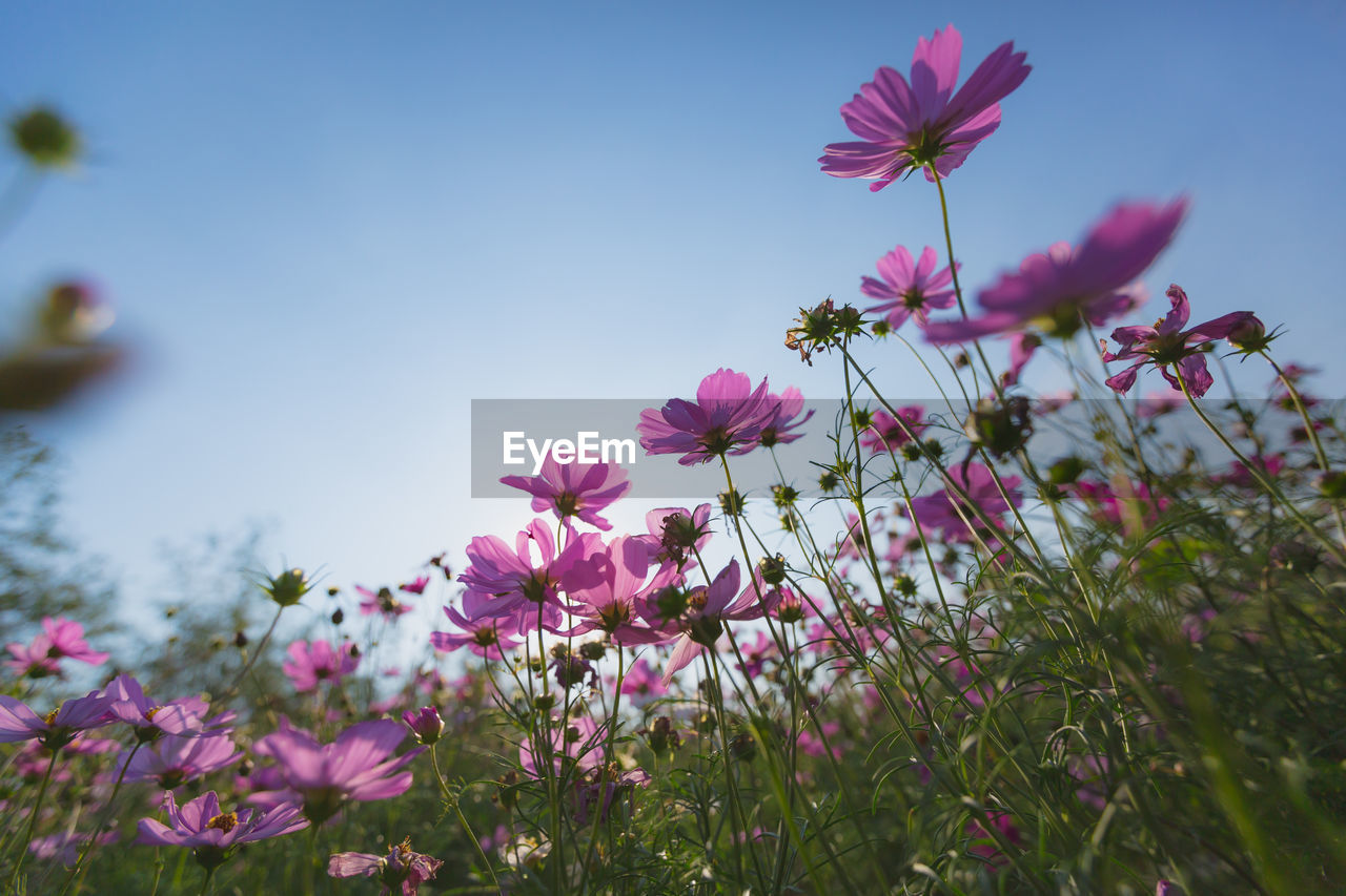 Cosmos flowers beautiful in the garden background