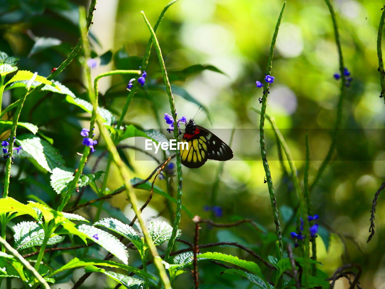 CLOSE-UP OF BUTTERFLY ON PURPLE FLOWER