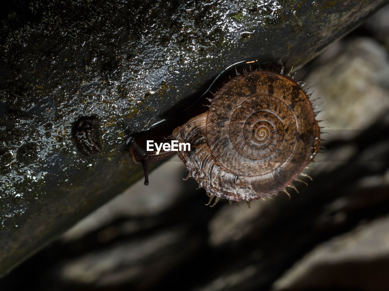 Close-up of snail on wet wood