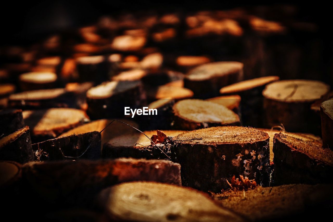 Full frame shot of tree stumps