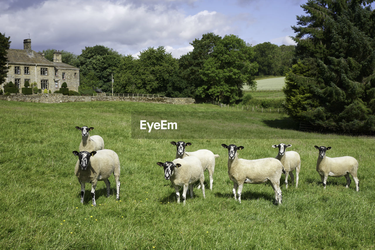 Sheep grazing on field