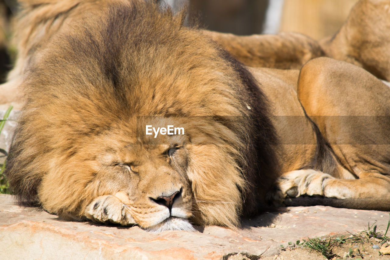 Close-up of lion lying down