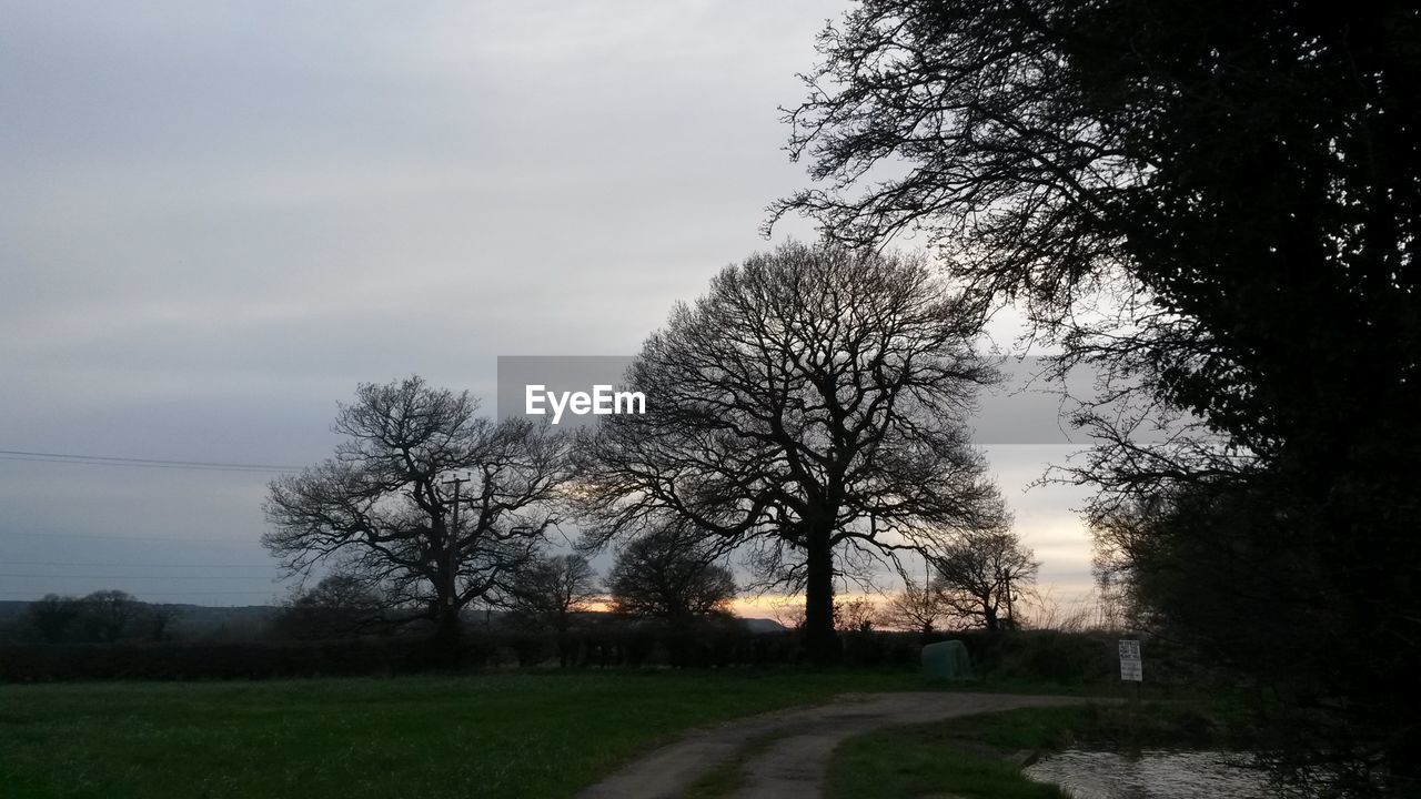 BARE TREES ON FIELD AT SUNSET