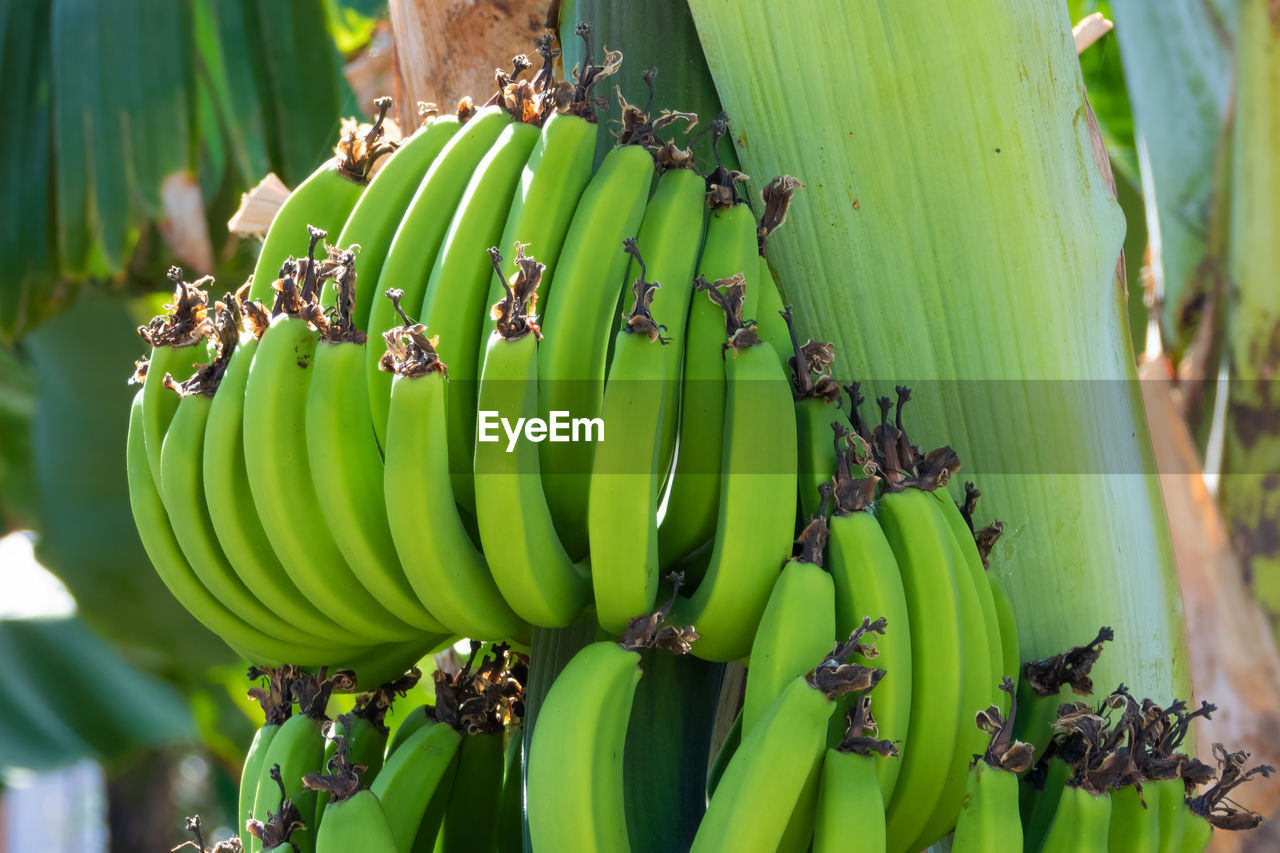 Close-up of green unripe bananas on a banana tree