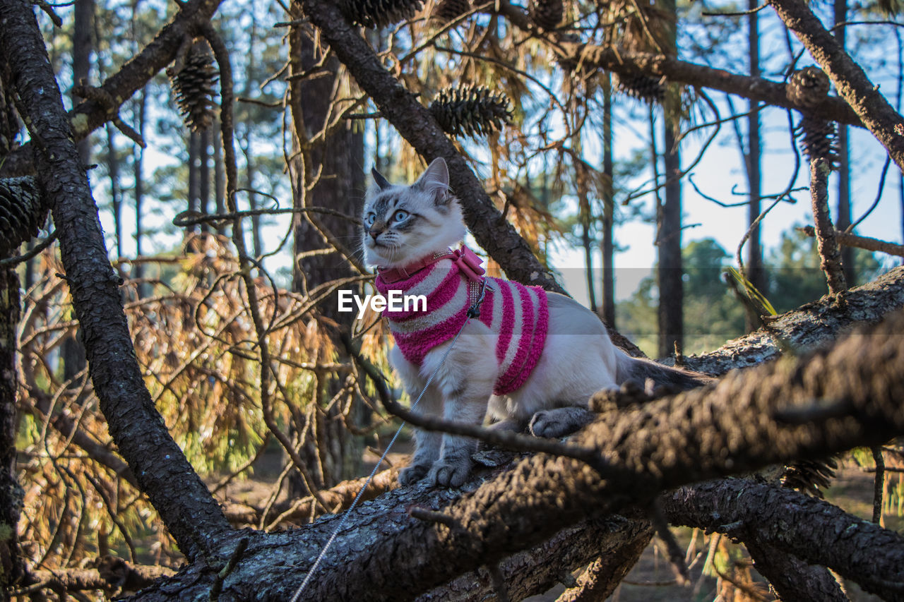PORTRAIT OF GIRAFFE IN A TREE