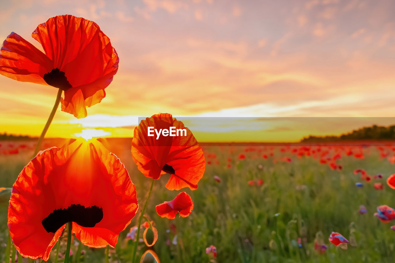 Sunset over a field of poppies. red poppies on the field at sunset. beautiful landscape.