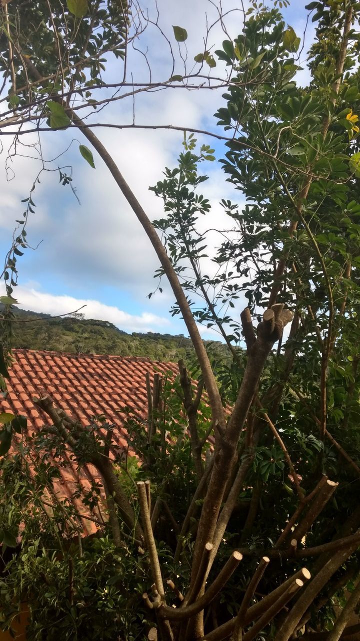 TREES AND SKY