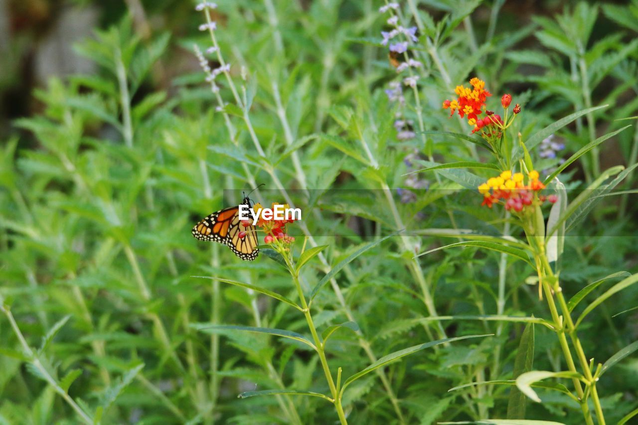 CLOSE-UP OF INSECT ON FLOWERS