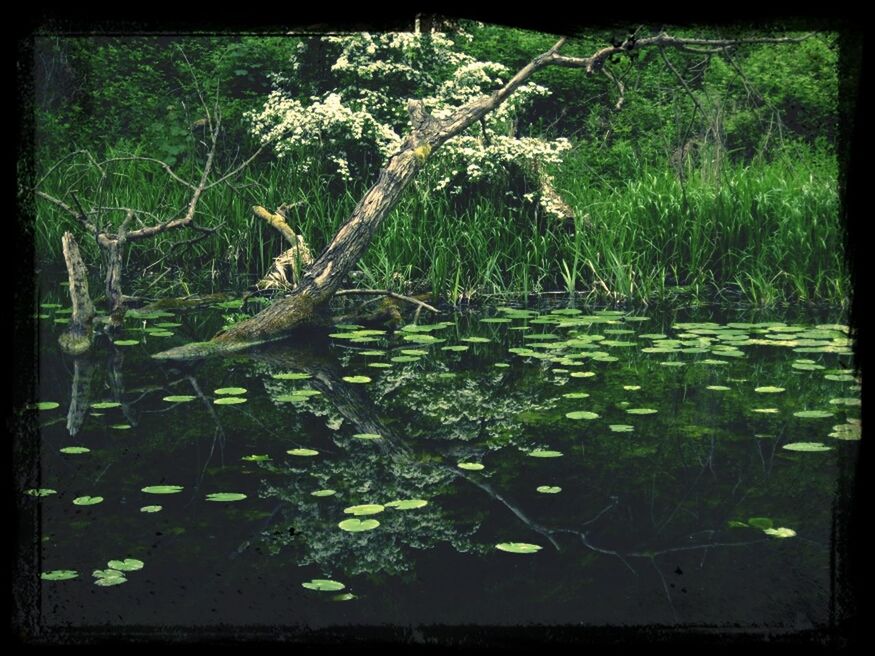 PLANTS GROWING ON TREE TRUNK