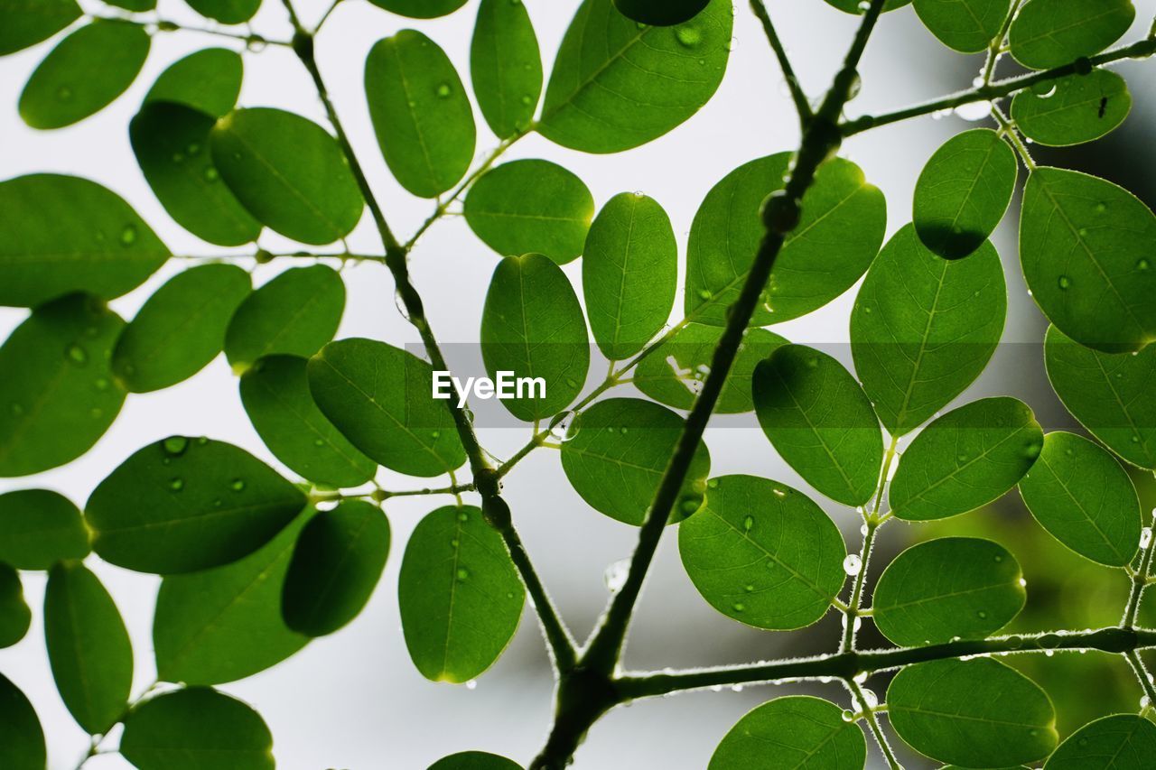 FULL FRAME SHOT OF FRESH GREEN LEAVES