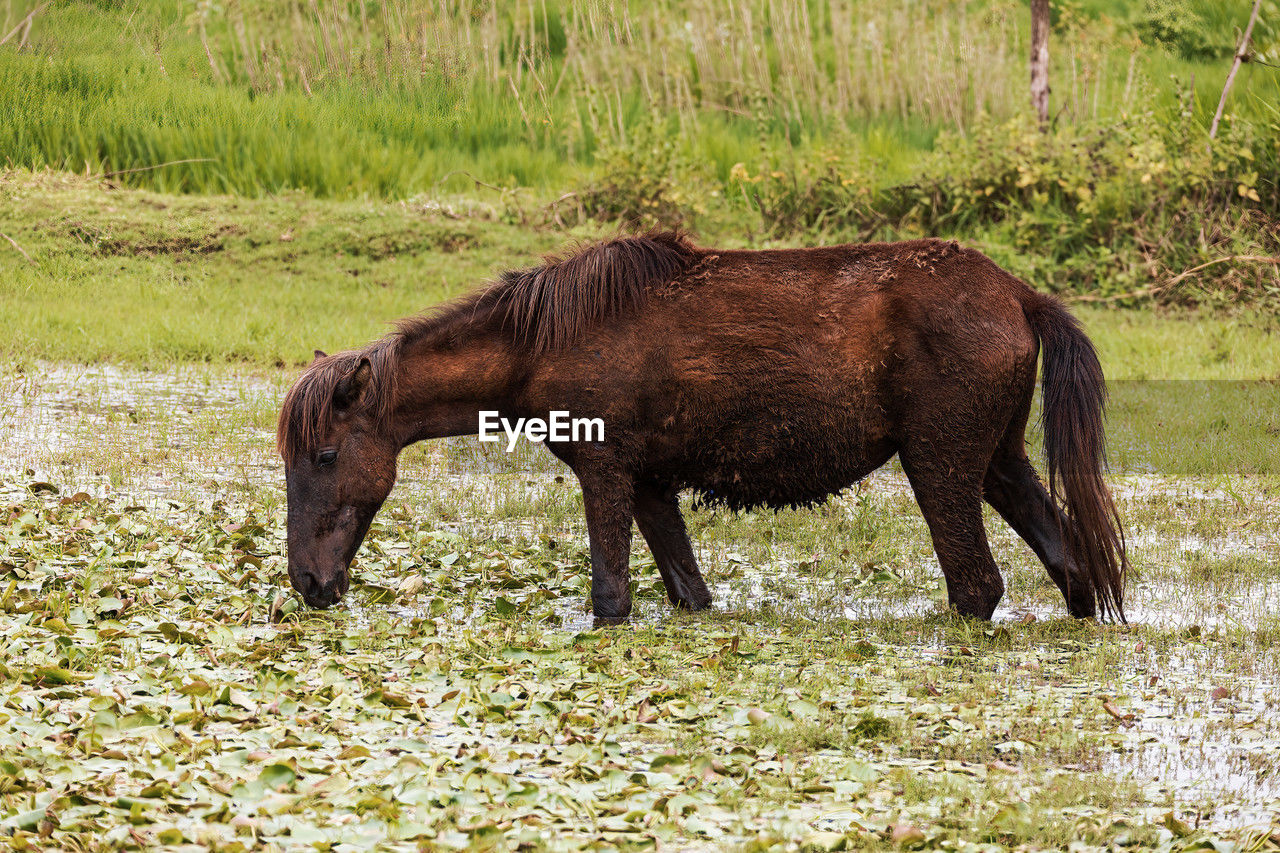 animal, animal themes, horse, mammal, pasture, animal wildlife, grazing, one animal, domestic animals, wildlife, livestock, grass, field, plant, nature, land, no people, mare, mustang horse, brown, day, side view, pet, standing, meadow, agriculture, outdoors, green, prairie, grassland, landscape, pack animal, herbivorous, environment